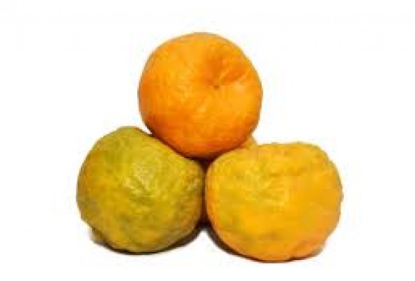 Orange Indian